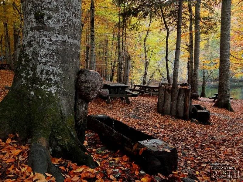 Yedigöller Milli Parkı