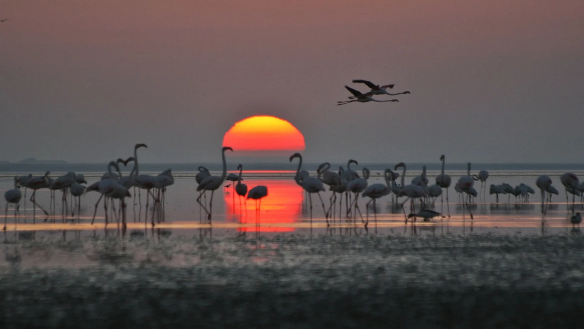 SEYFE GÖLÜ KUŞ CENNETİ