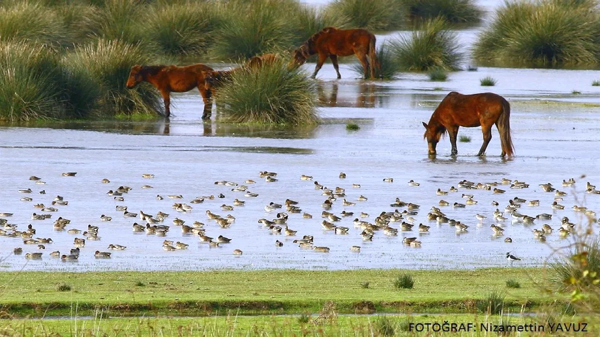 KIZILIRMAK DELTASI KUŞ CENNETİ