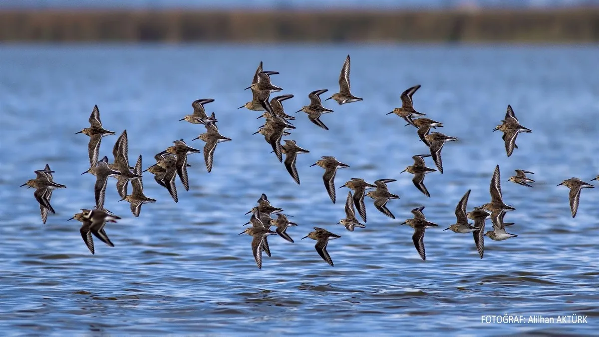 KIZILIRMAK DELTASI KUŞ CENNETİ
