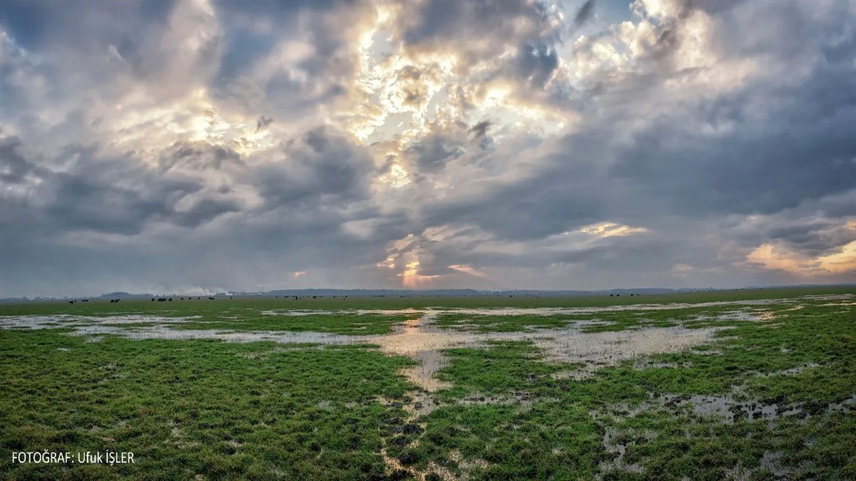 KIZILIRMAK DELTASI KUŞ CENNETİ