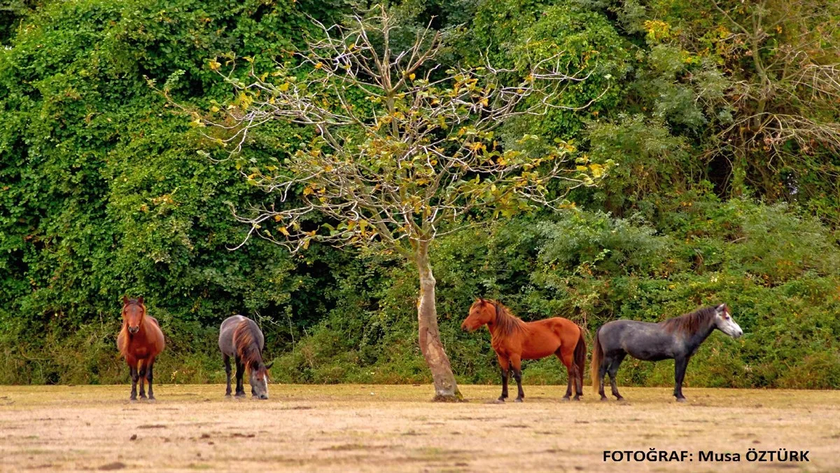 KIZILIRMAK DELTASI KUŞ CENNETİ