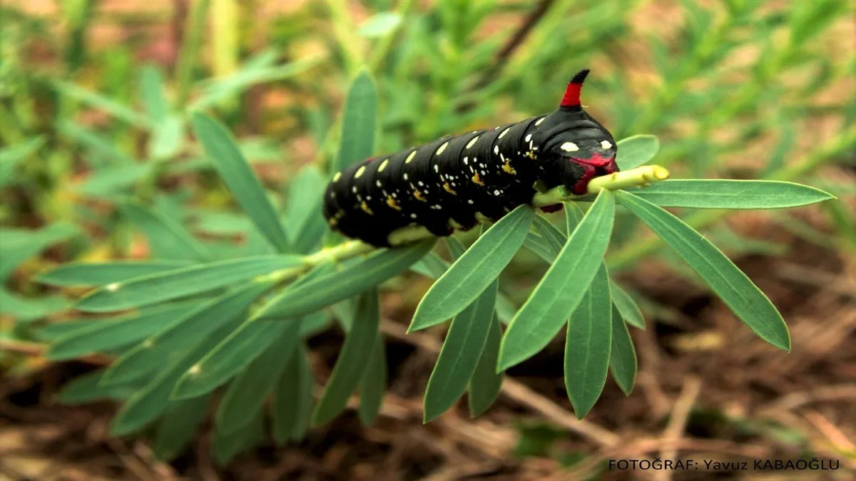 KIZILIRMAK DELTASI KUŞ CENNETİ