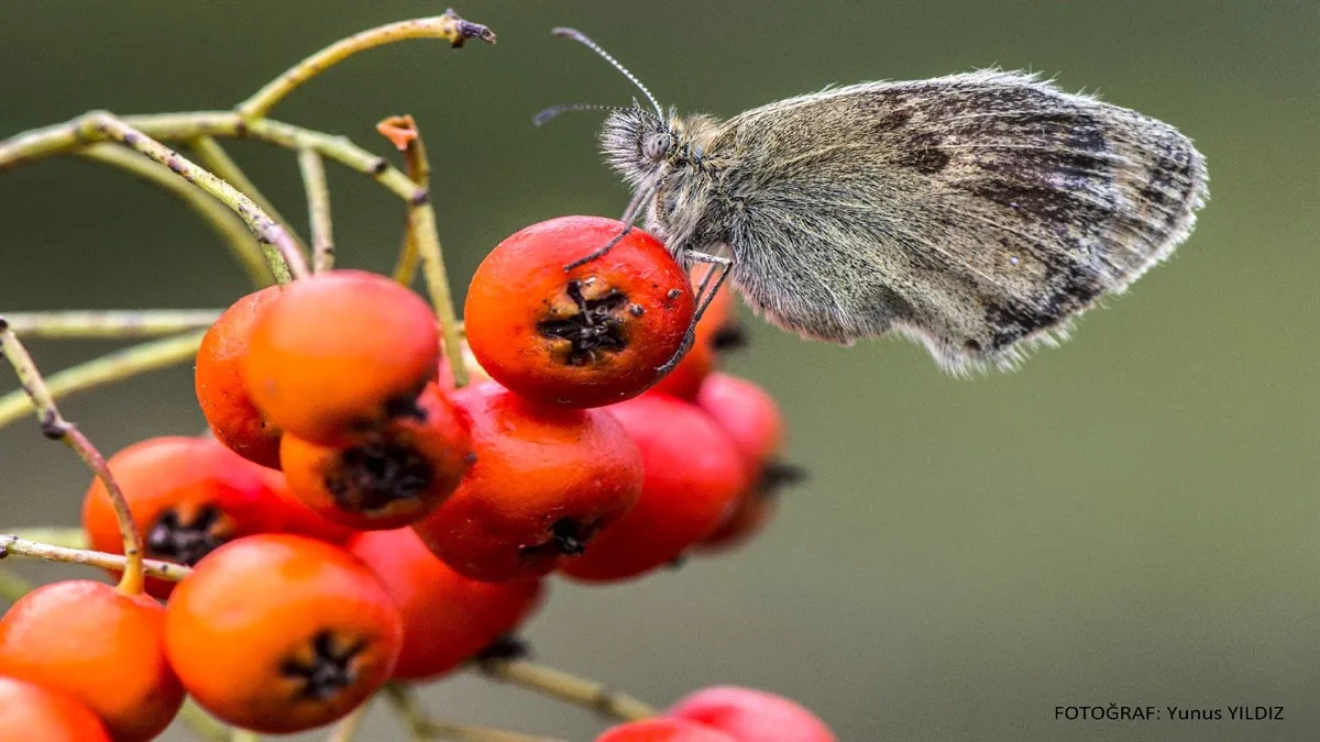 KIZILIRMAK DELTASI KUŞ CENNETİ