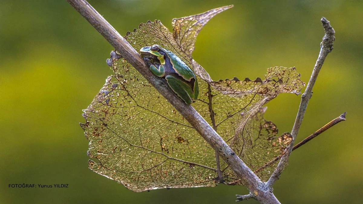 KIZILIRMAK DELTASI KUŞ CENNETİ