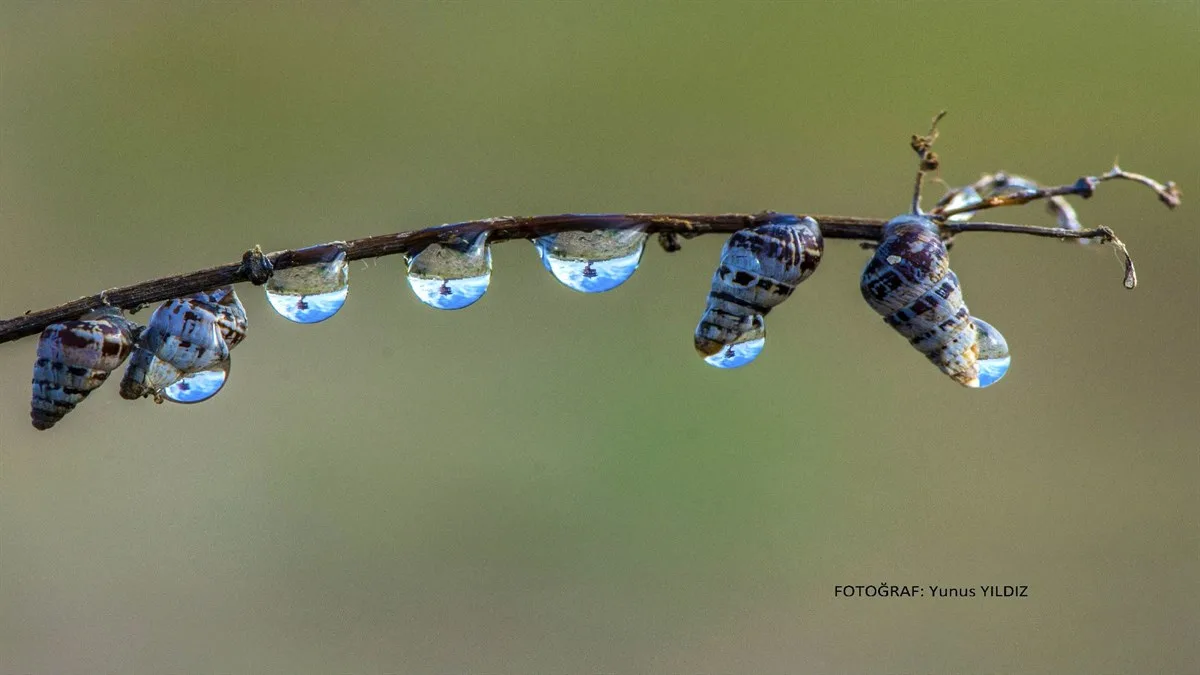 KIZILIRMAK DELTASI KUŞ CENNETİ