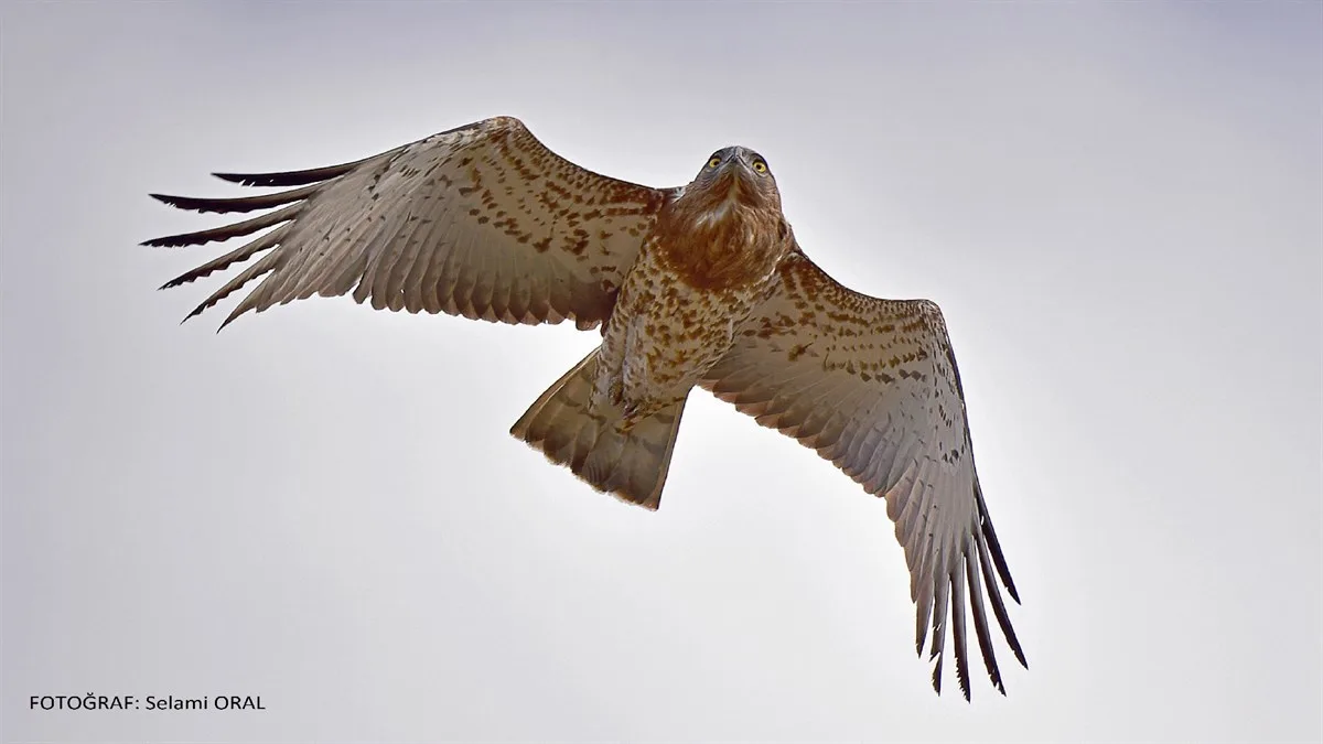 KIZILIRMAK DELTASI KUŞ CENNETİ
