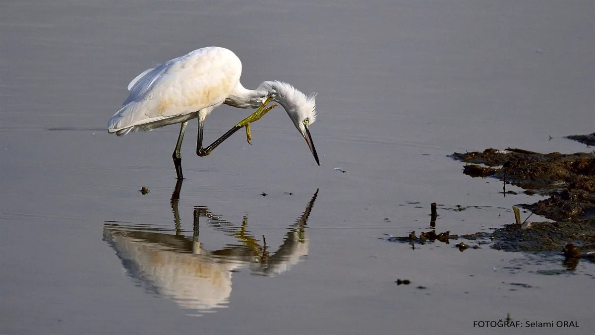 KIZILIRMAK DELTASI KUŞ CENNETİ