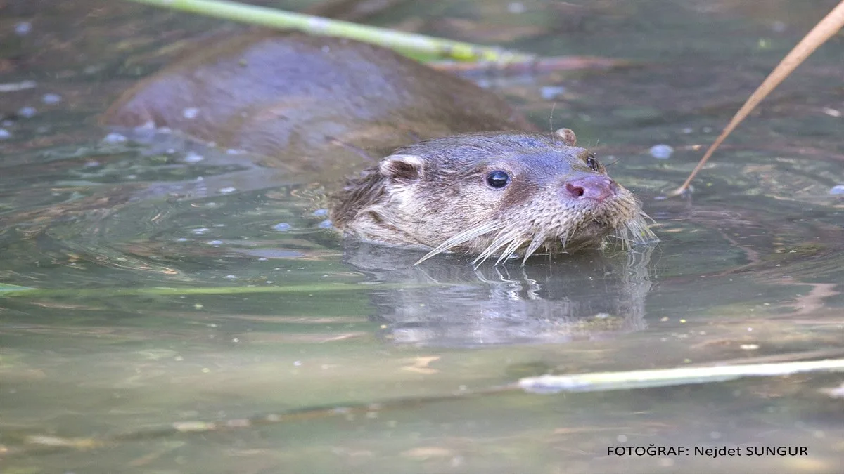 KIZILIRMAK DELTASI KUŞ CENNETİ
