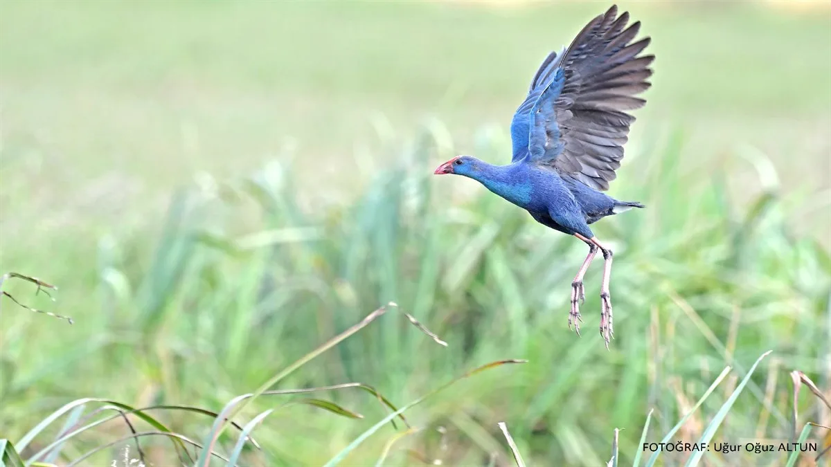 KIZILIRMAK DELTASI KUŞ CENNETİ