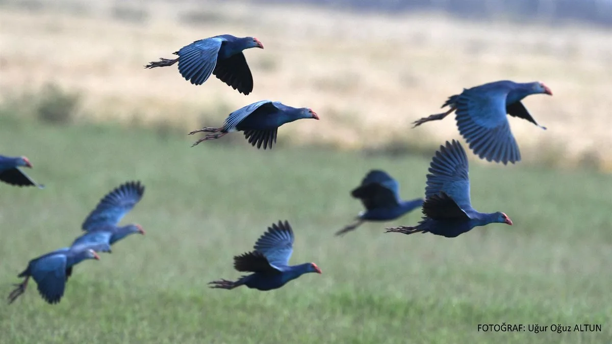 KIZILIRMAK DELTASI KUŞ CENNETİ