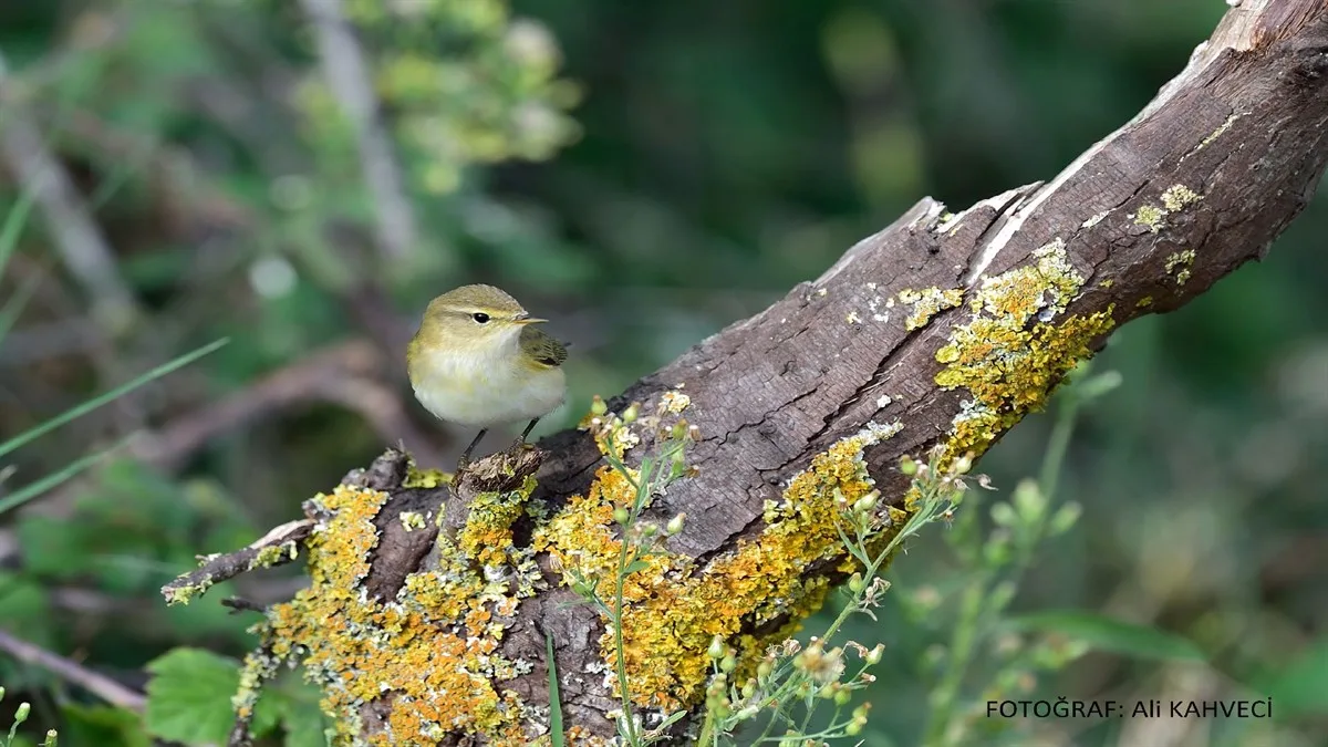 KIZILIRMAK DELTASI KUŞ CENNETİ