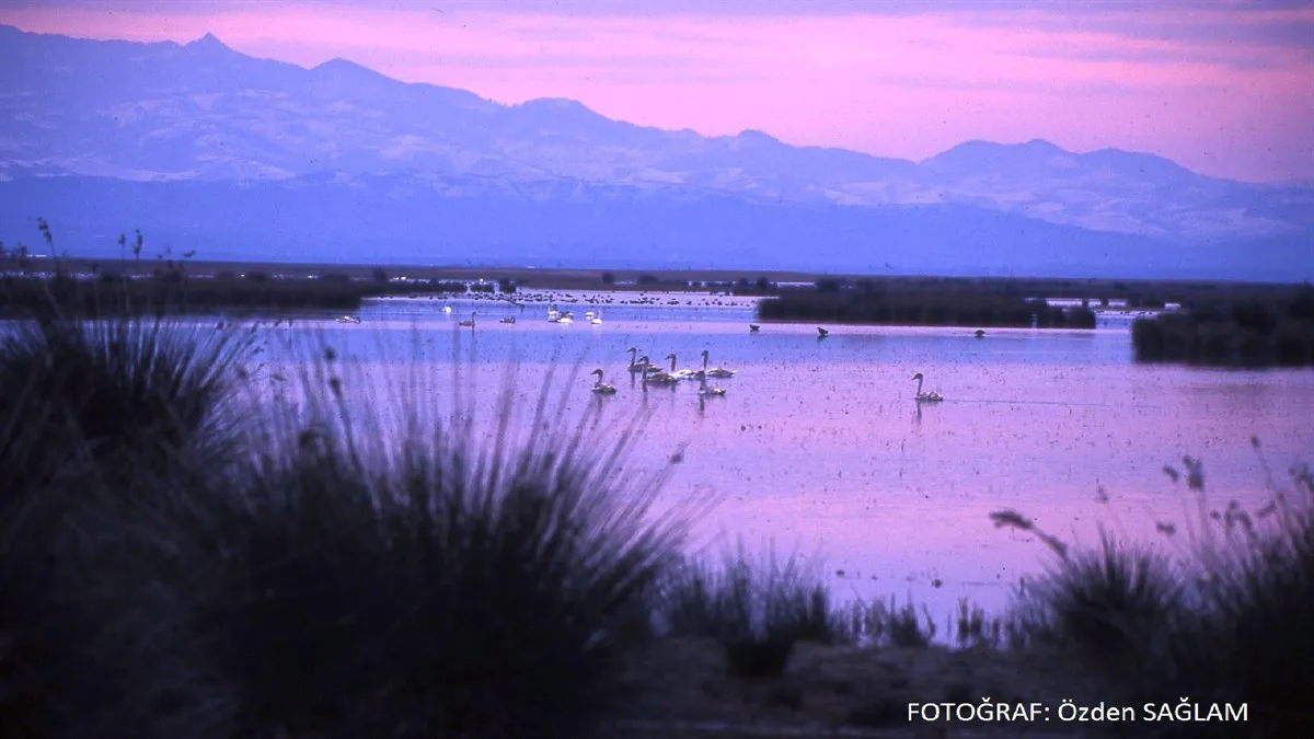 KIZILIRMAK DELTASI KUŞ CENNETİ