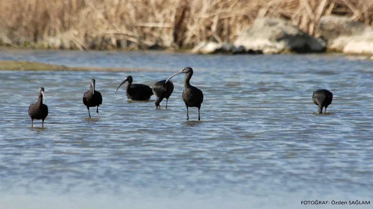 KIZILIRMAK DELTASI KUŞ CENNETİ