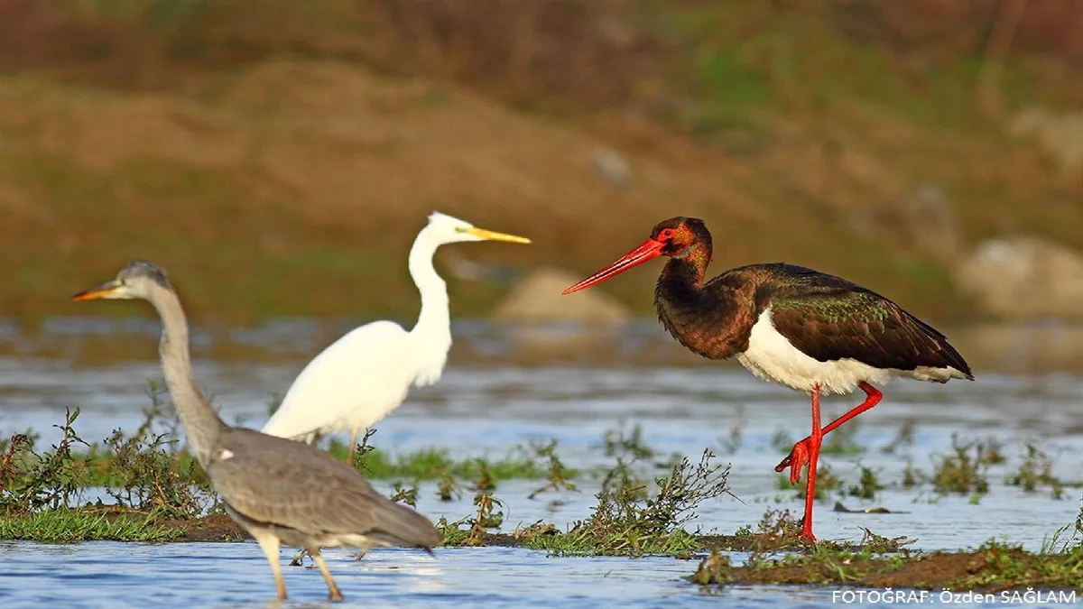 KIZILIRMAK DELTASI KUŞ CENNETİ